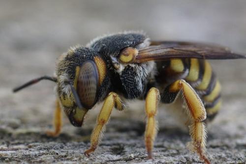 Réf. 270 201 : Anthidium sp.